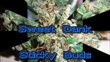 Where to Find Marijuana Seeds 7