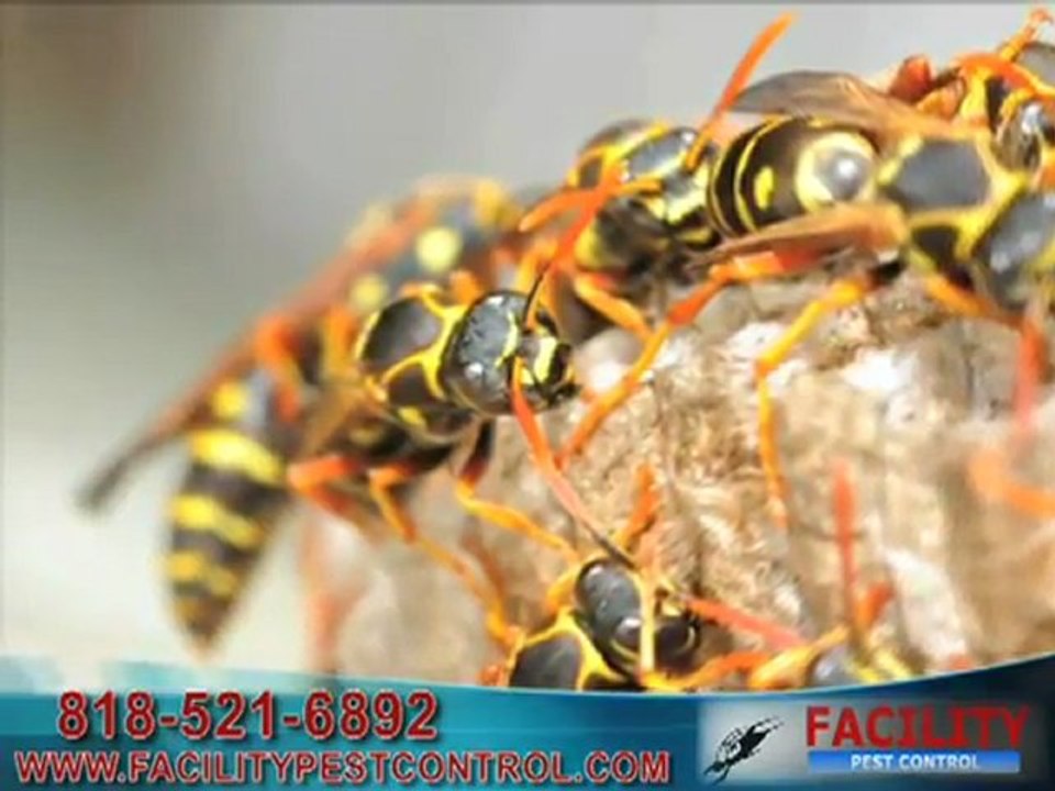 Pest Control Tarzana