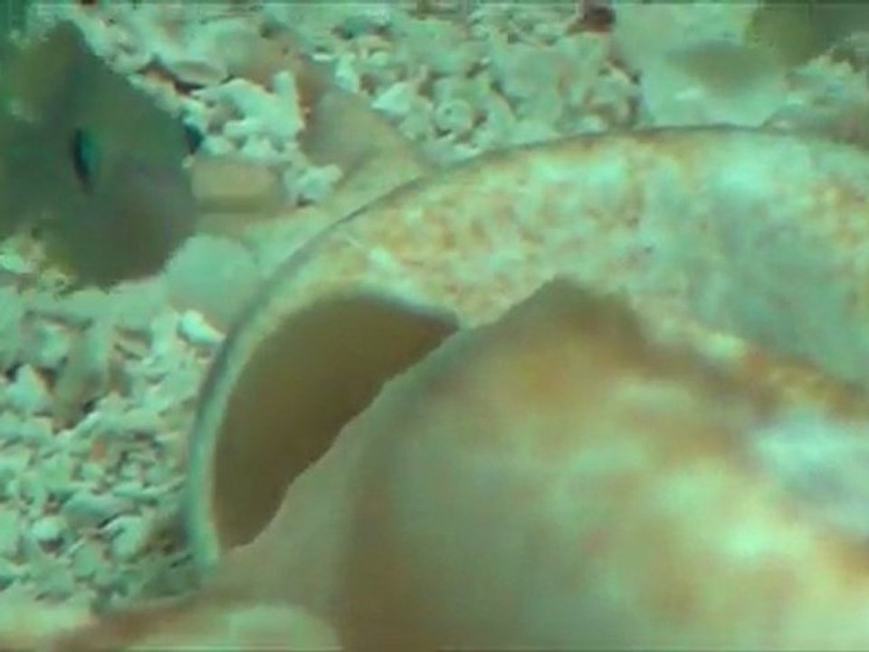 2012-03-02 - Tanganyika 122 gallons