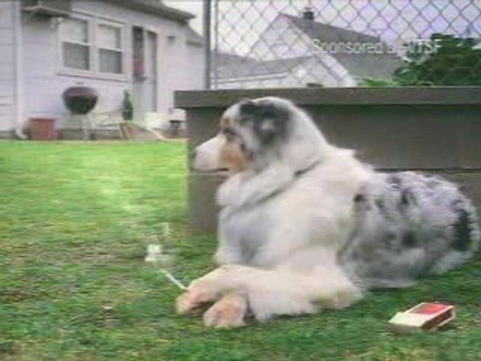 WhyYourDogReallyGoesOutside_1