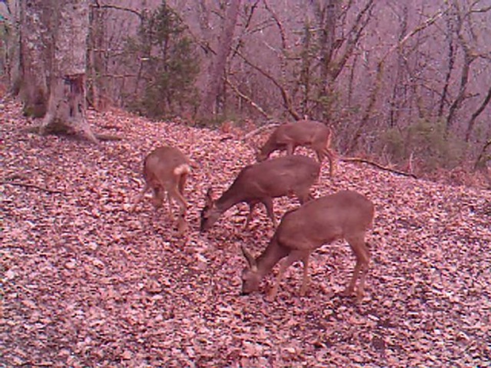 belle brochette de chevreuils