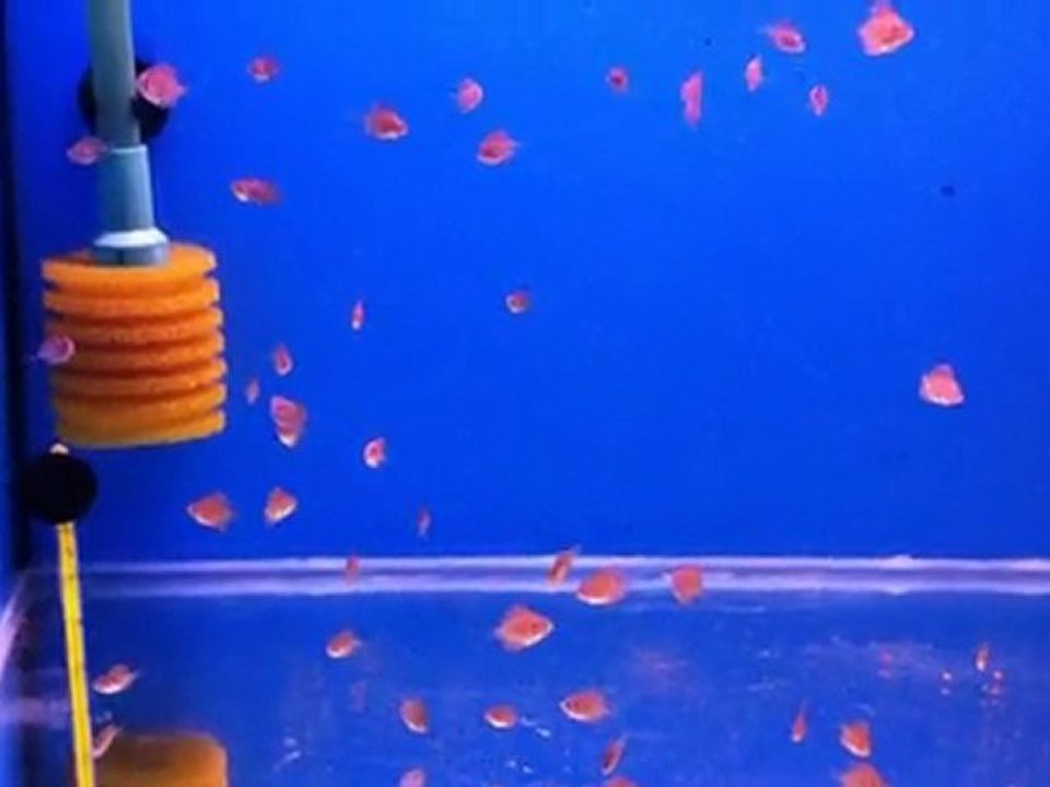 Altum Flora Babies 20 Days