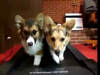 Corgis Run On Treadmill