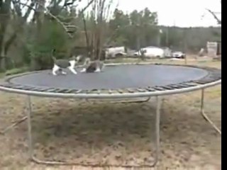 Cats vs Silly Dog Play