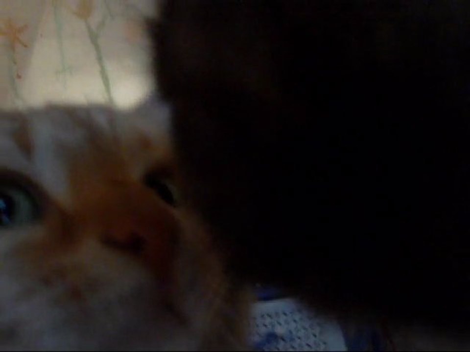 Amour de chat