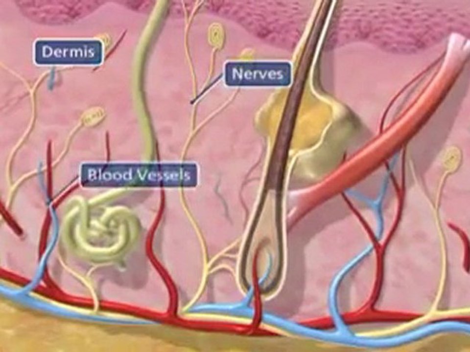 Anatomy of the Skin | Age & Sun Spots | FLMedSpa.com