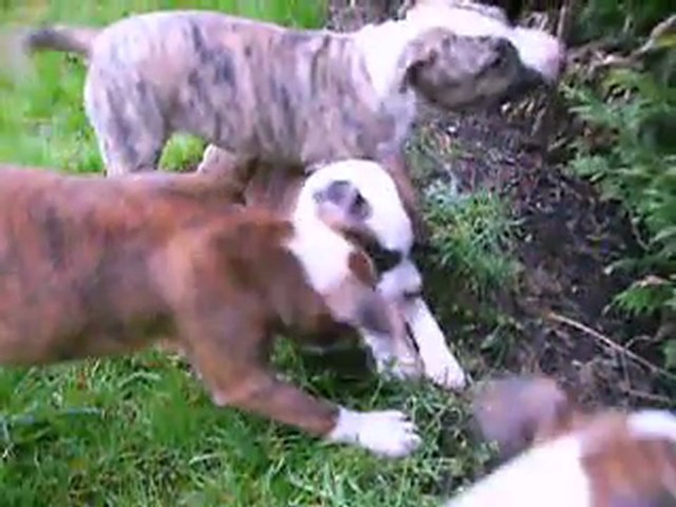 vidéo du 03.03.2012 des 4 fifilles sous la pluie ...