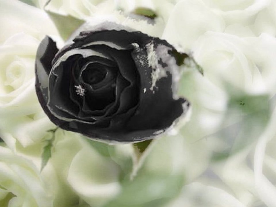 ANADOLU'DAN TÜRKÜLER