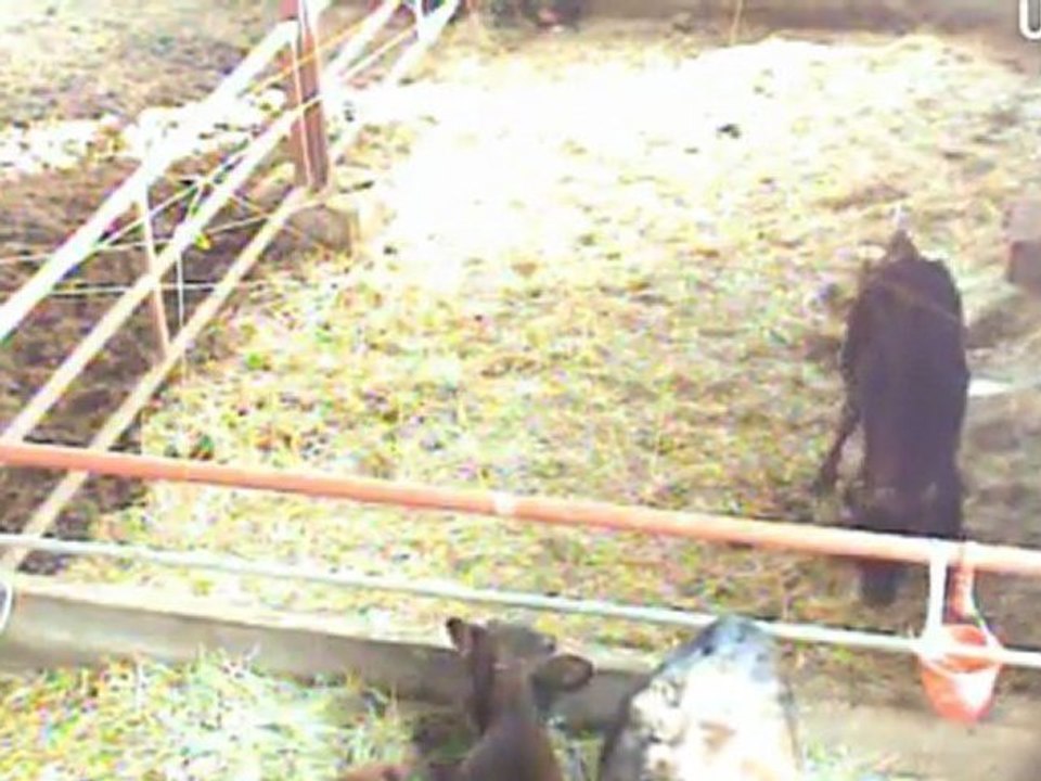 20120303 0703　「希望の牧場」ふくちゃんが自力で立った