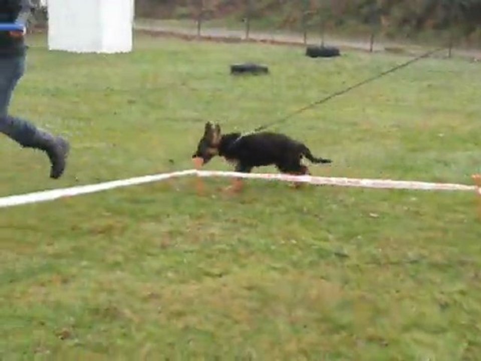 GINA du SAVAGE GARDEN 3 mois à son 1er entrainement aux allures