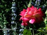 HD Stock Video - Blooms 04 clip 01 Stock Footage