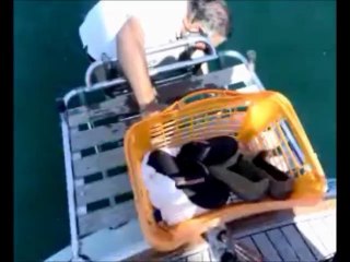 Delfino a Bellaria Igea Marina