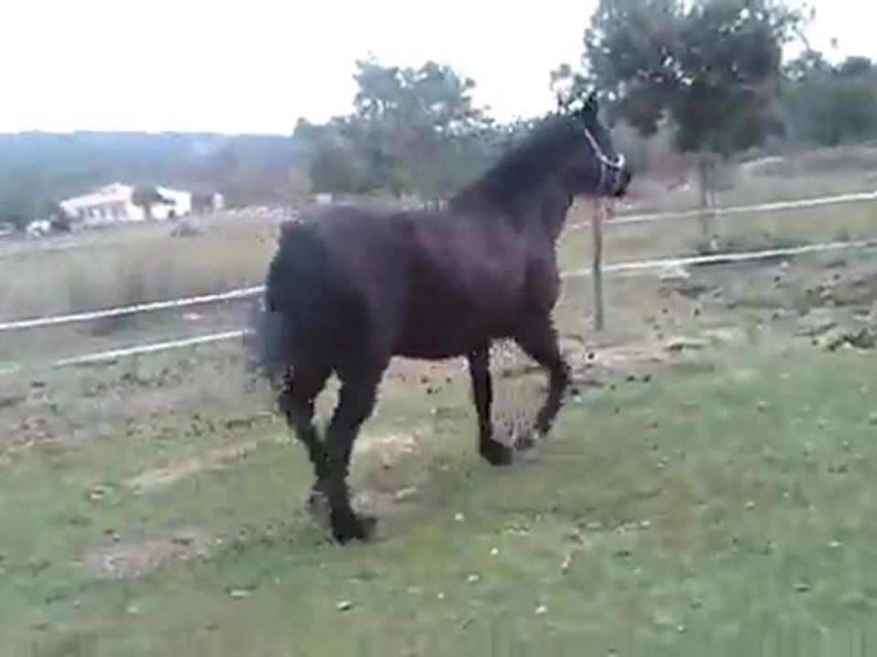 quenotte à droite