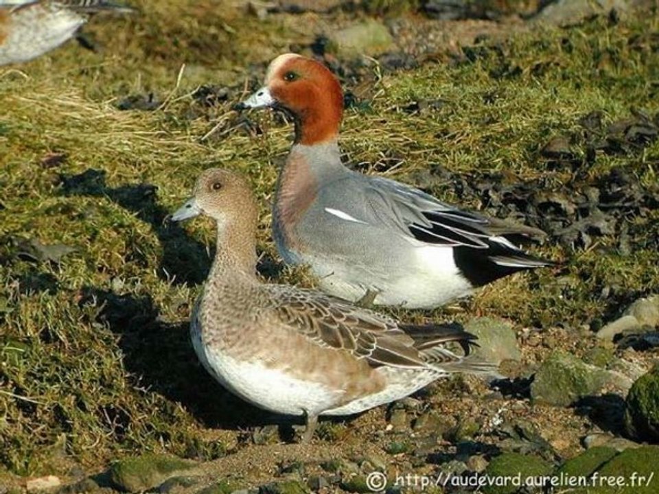 Canard siffleur
