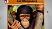 (VIDEO) Los 5 animales mas inteligentes del mundo 02.03.2012