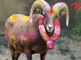 Sheep Crying at Foul Practices