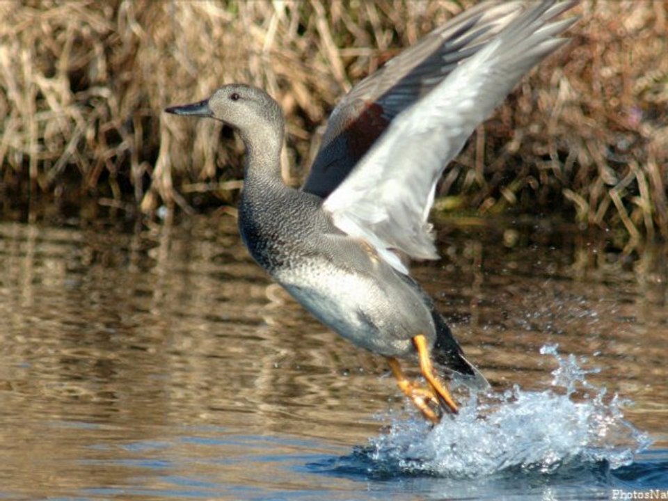 Canard chipeau