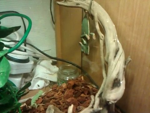 Repas d'un de nos bébés Caméléons