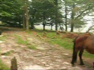 MoutonsPottocksEtSonnaillesSapinièreRhune(30Sep08).avi