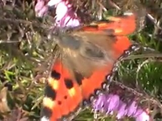 papillons et punaises