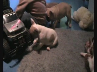 Dolce et ses bébés