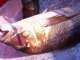 Adrasan 5 adalarda jigging ile Sinarit balığı avı