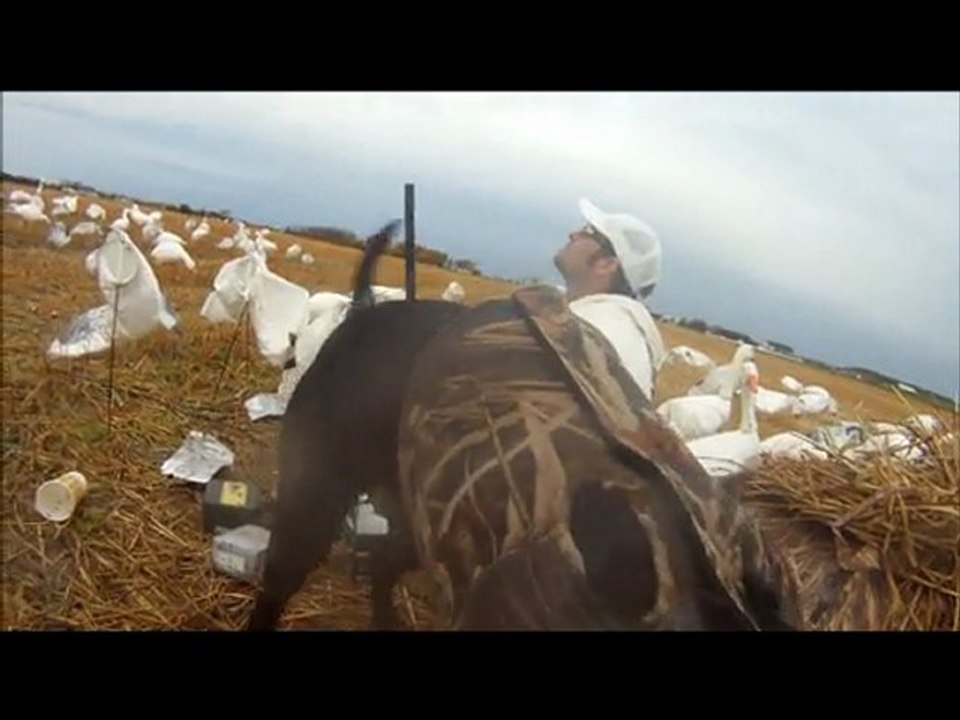 Duck, goose and snowgeese hunts with gopro cam