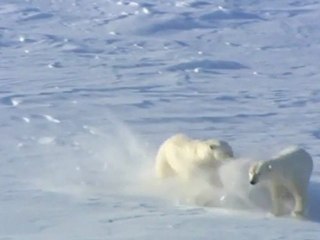 Polar bears flirting
