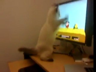 Cat playing Duck Hunt