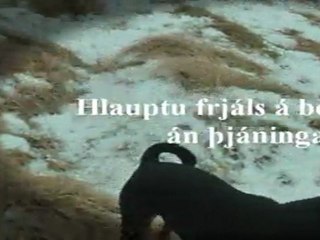 Síðasti dagur DaDann´s