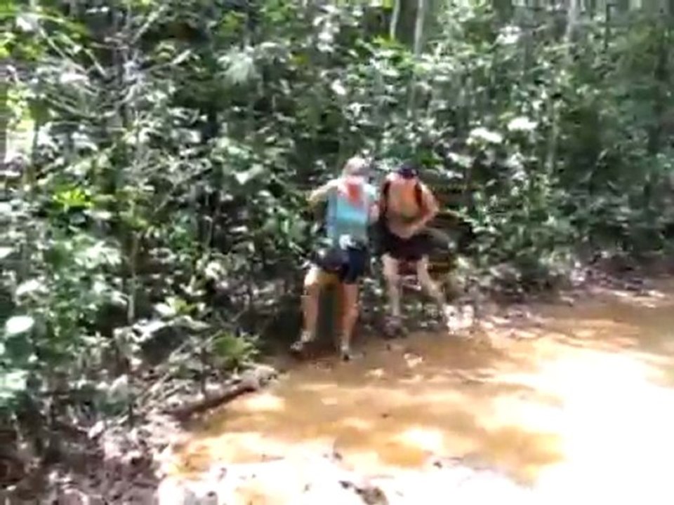 inside the jungle