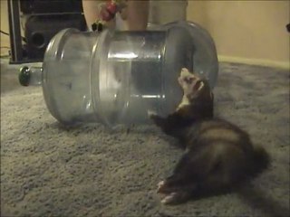 Chinook the Ferret: Memorial Tribute
