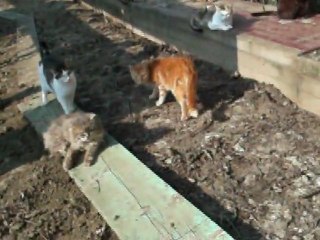 Pas de bonne qualité mais bon !!