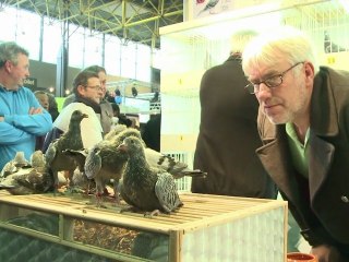 الحمام البلجيكي، محط اهتمام أثرياء الصين