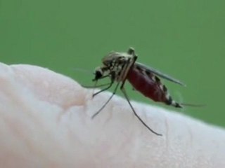 Mosquito Bite a Close up video