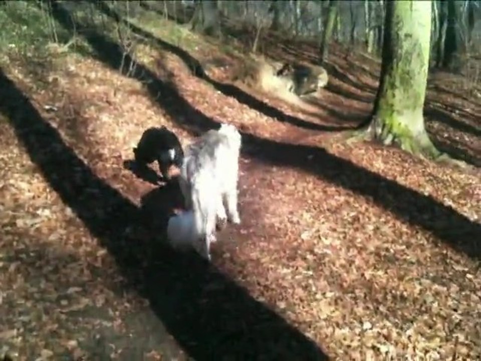 LOVE STORY - Psia miłość od pierwszego wejrzenia