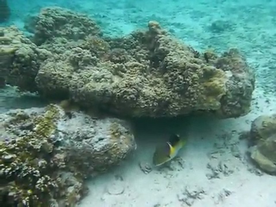 Fisch benutzt Stein als Werkzeug