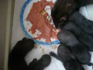 Bébé de  Kaïna a  4 semaines