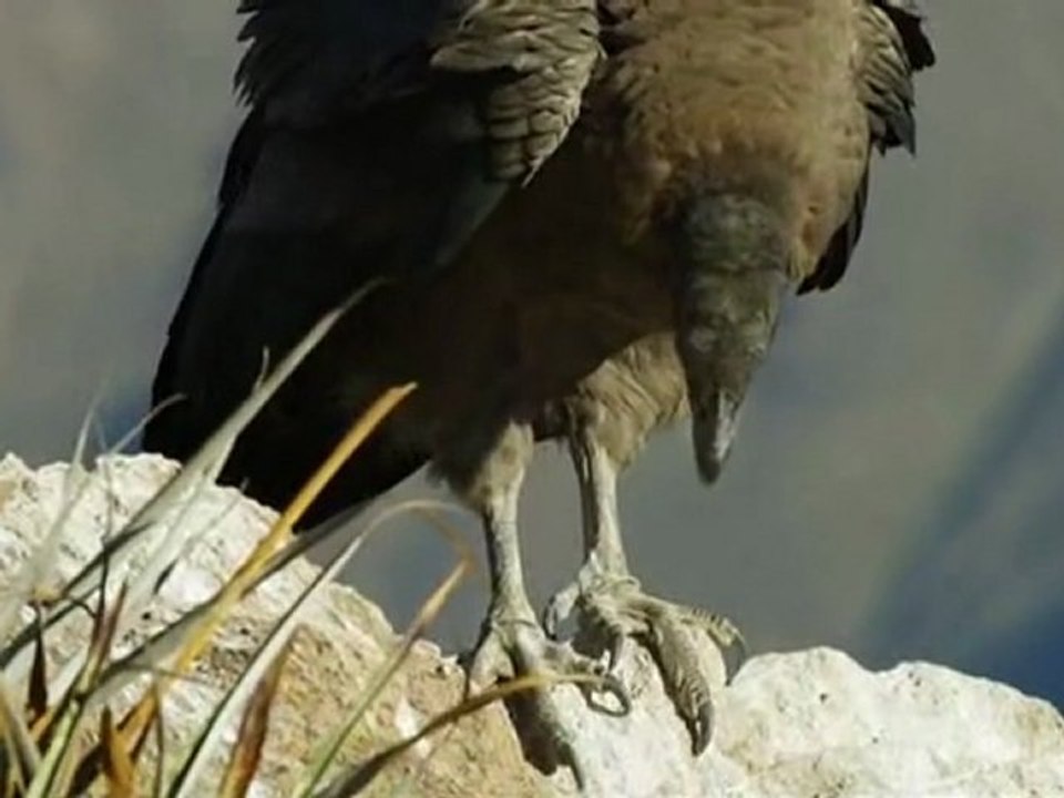condor II