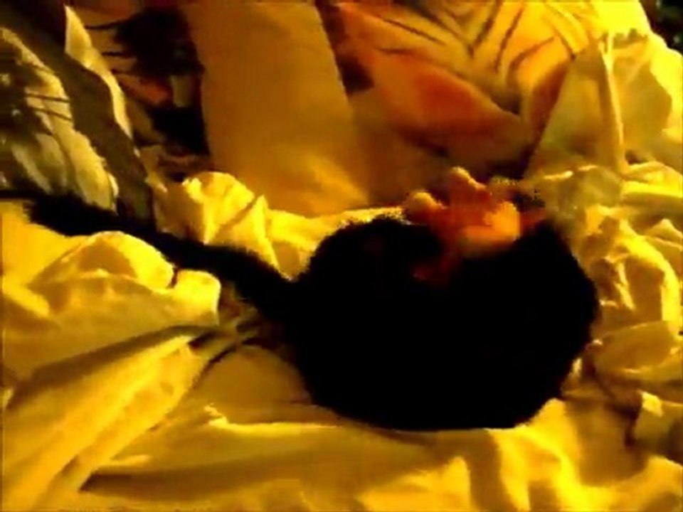 Bretzel mon vison joue avec sa peluche orange et son crocodile été 2010 / my pet mink play