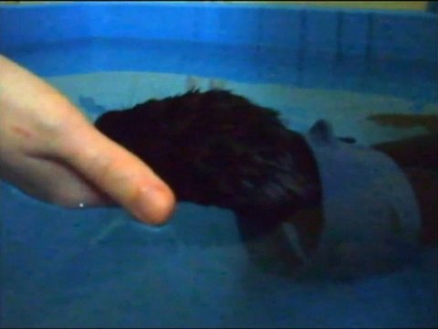 Bretzel mon vison bébé fait dodo dans l'eau dans ma main / my mink sleeps in my hand