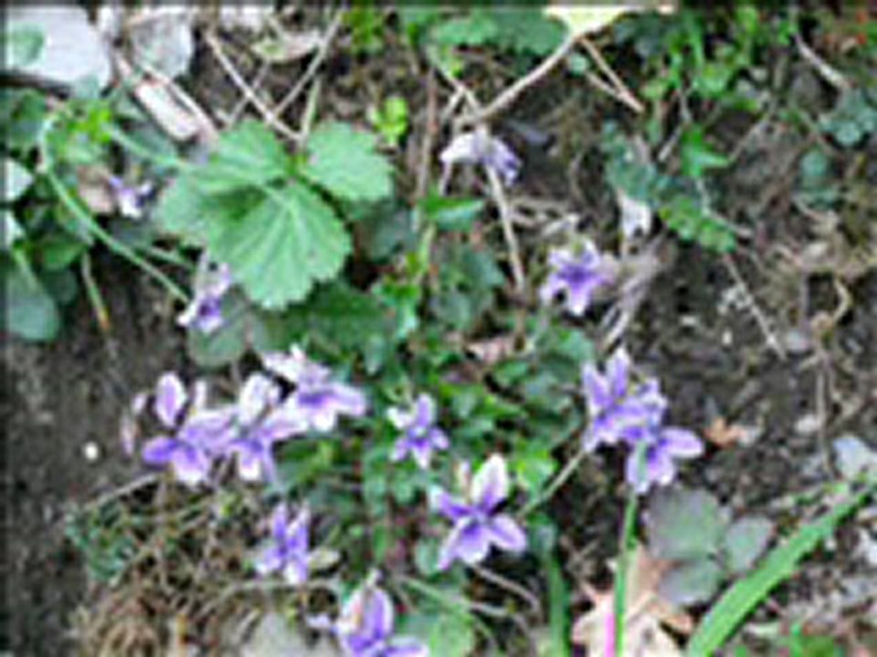 le printemps 2012