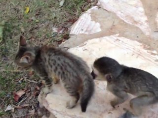 Bébé singe s'amuse avec un chaton