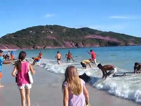 30 dauphins sauvés de façon incroyables