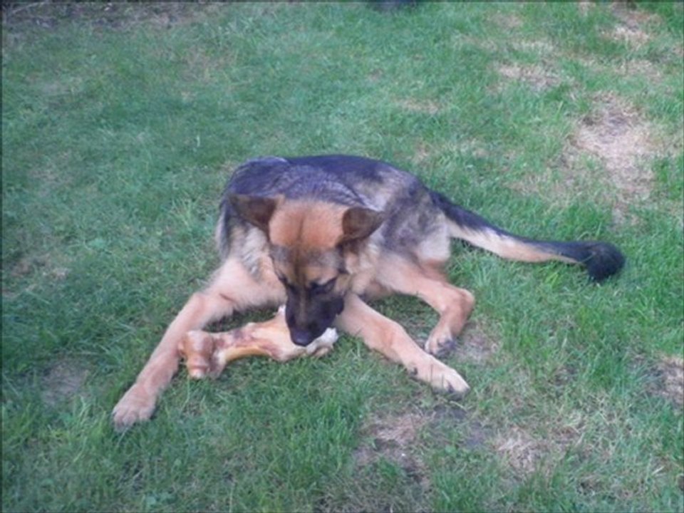 Gringo 1 ans