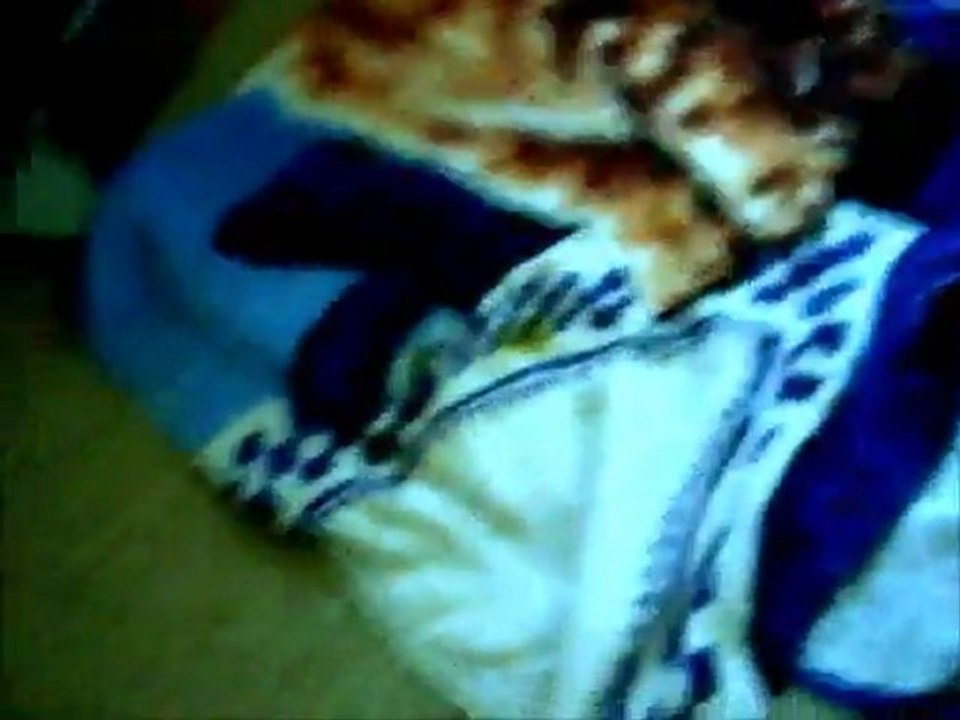 Bretzel mon vison bébé joue dans sa chambre avec le ballon été 2010 / my pet mink play