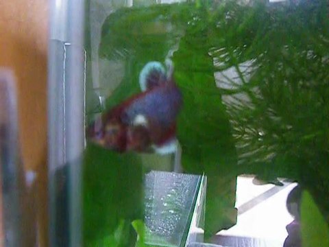 Femelle voile long salamander née le 26 juillet 2011