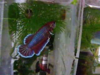 2 soeurs voile long nées le 26/07/11 de parents salamander