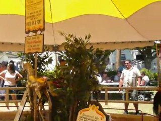 2010 : FAIR PLEASANTON 035