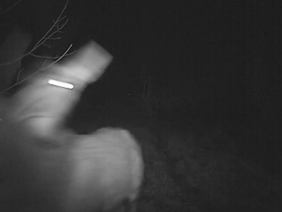 Cerfs et biches dans la jachère